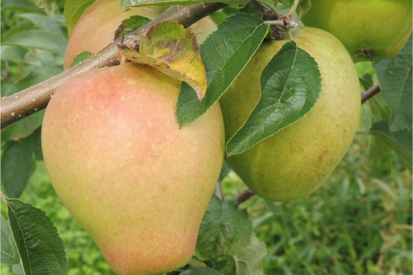 Seltene Apfelsorte ‘Prinz Eitel Fritz‘