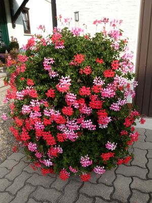Fewo Sieglinde Backer, Blumenschmuck