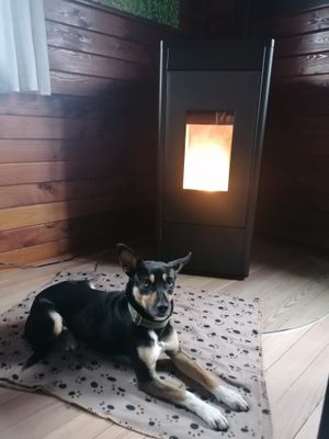Wir stellen Hundedecken zur VerfÃ¼gung zum Kuscheln und HundehandtÃ¼cher zum Abrubbeln.
