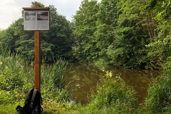Ein Schild mit einer Information mit Schilf und anderem Grün bewachsenen Ufer des Herrenteichs. Am Holzpfosten des Schildes lehnt ein schwarzer Rucksack. Der Teich ist mit vielen Laubbäumen umstanden.
