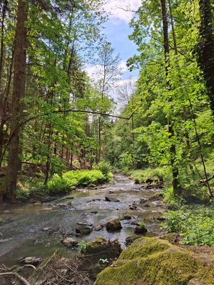 Der Perlbach fließt durch einen Mischwald. Im Vordergrund liegt ein grün bemooster Stein am Bachufer.