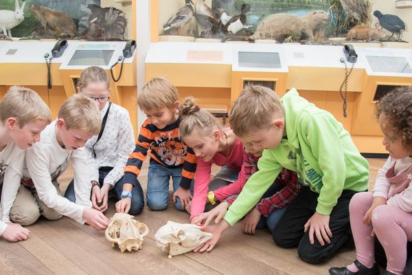 Museum Mensch und Natur Kinderprogramm