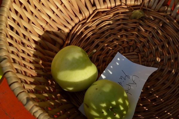 Auch das gehört zur Selbstbedienung. Was im Garten wächst, darf man auch ab und zu mitnehmen.