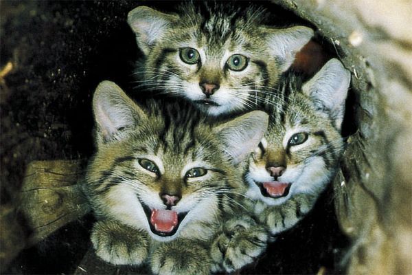 Junge Wildkatzen