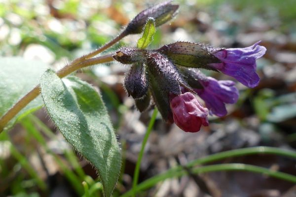 Dunkles Lungenkraut (Pulmonaria obscura) im Lohn