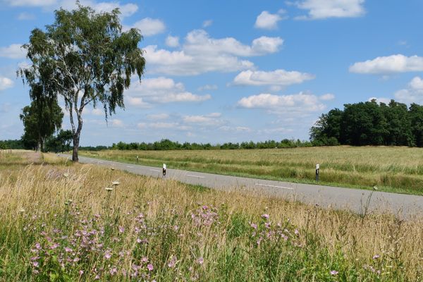 Landstraße durch offene Feldflur mit Wiesen und Getreidefeldern, links eine einzelne Birke, im Vordergrund hohes Gras mit rosa Wildblumen, blauer Himmel mit verstreuten Wolken.