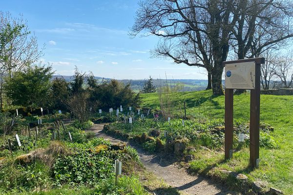 Ein kleiner Schotterweg, gesäumt von Basaltsteinen, führt zu einem Kräuterbeet. Auf vier Parzellen sind allerlei Pflanzen mit weißen Schildern zu sehen. In der Mitte steht eine Apothekerrose. Am rechten Rand steht eine Info-Tafel, weiter hinten sind große Bäume auf einer Wiese zu sehen.