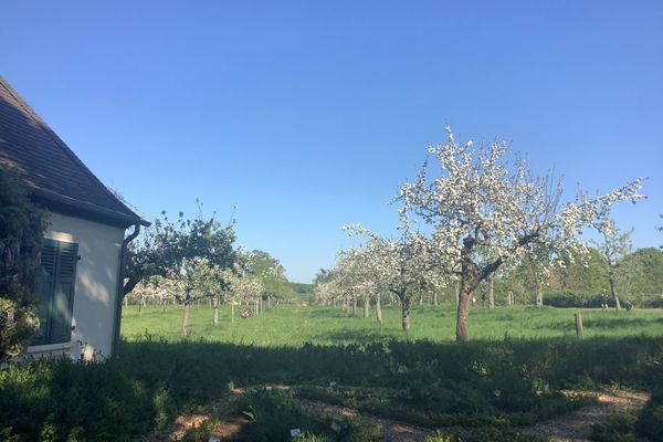 Blühende Obstbäume in einer Wiese neben einem Haus mit grünem Fensterladen unter blauem Himmel