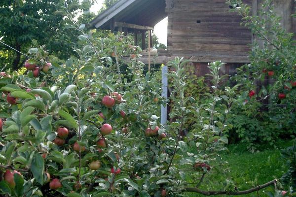 Die Apfelbäume im Kreisobstlehrgarten tragen reiche Frucht.