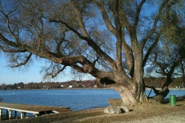 Uralte Weide am Ammersee