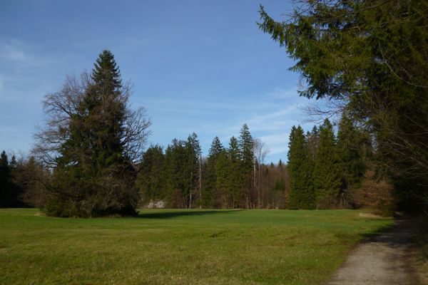 Durch das idyllische Moorgebiet zwischen dem Breitenauer See und dem Ameissee führt der Weg zurück.