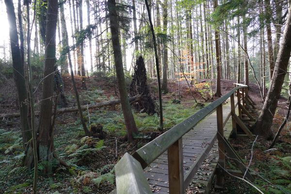 Bohlen auf dem Hirschgeweihweg in herbstlicher Stimmung