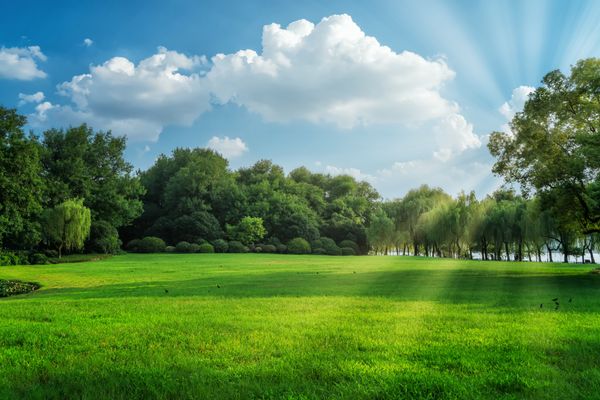Green trees in the park