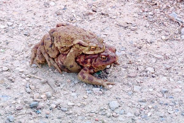 Zwei Erdkröten auf einem Weg im Bereich der Streuobstwiese zwischen Wichmannsburg und Bienenbüttel. Die Tiere befinden sich in der typischen Paarungsposition (Amplexus) während ihrer Laichwanderung.