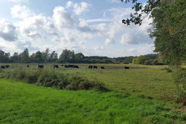 Die Bodenteicher Seewiesen bei Schostorf bieten einen wertvollen Lebensraum für zahlreiche Tier- und Pflanzenarten.