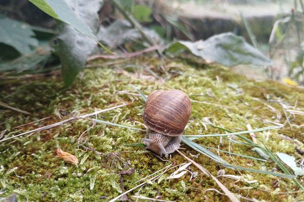 Schnecke