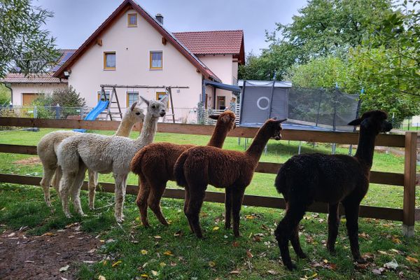 In einem Gehege auf dem Bauernhof stehen fünf Alpakas nebeneinander in Reih und Glied und schauen neugierig über den Zaun.