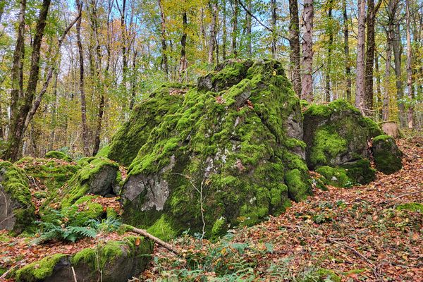 Im bunt belaubten Buchenwald liegen mächtige, bemooste Basaltfelsen und Steine.
