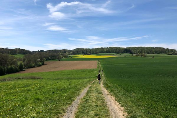 Ein paar Wanderer sind auf einem Wiesenweg zwischen grünen, braunen und gelben Feldern mit weitem Blick bis zum Waldrand unterwegs. Der Himmel ist strahlend blau.