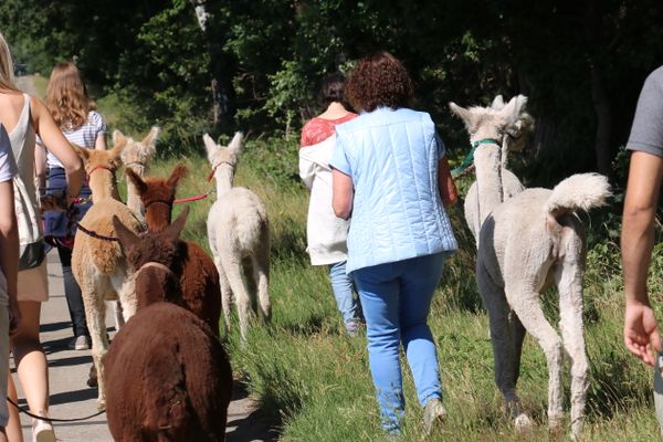 Wandern mit Alpakas über eine große Wiese