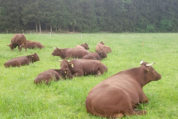 Auf dem Bild ist das Rote Höhenvieh auf einer Wiese liegend zu sehen.