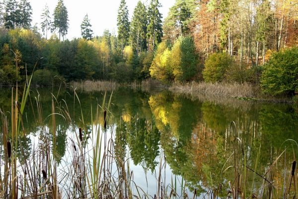 Blick über Schilf hinweg auf einen Waldteich. Am anderen Ufer wird der bunte Laubmischwald von herbstlich warmem Licht durchdrungen.