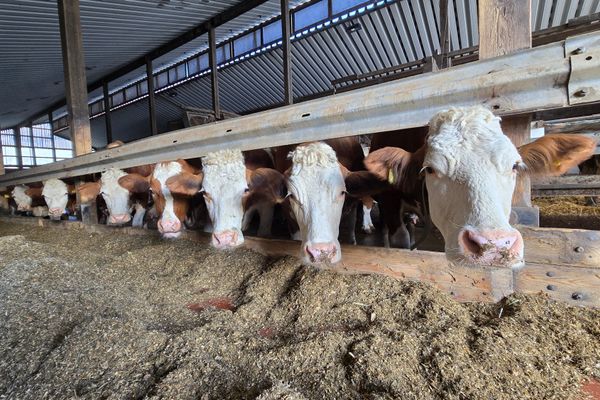 Monteur- und Ferienapartment Leidenberger - Landwirtschaft