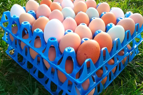 Frische Eier vom Hofladen Engel