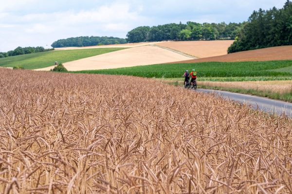 TG Odenwald | Radfahren | Grünkern-Radweg