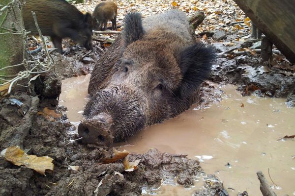 3 Wildschweine, 1 Wildschwein suhlt sich in Schlamm