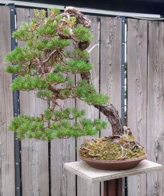 Bild des Datensatzes Bonsai-Zentrum in Heidelberg