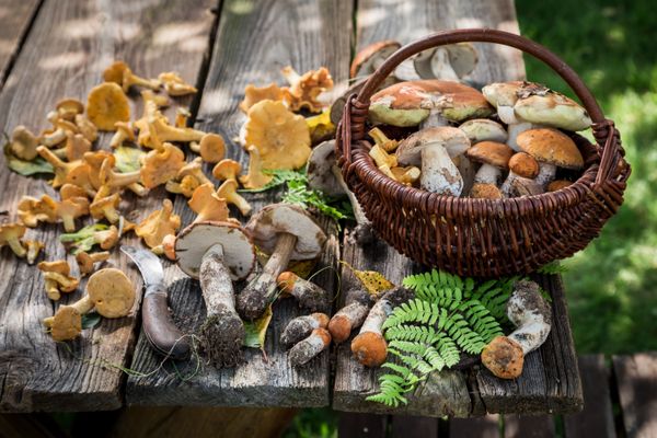 Fresh and healthy wild mushrooms full of flavour and aromatic