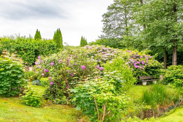Garten mit blühenden Sträuchern, Rasenfläche, Bäumen und einer Holzbank im Hintergrund, teilweise von Hecken umgeben.