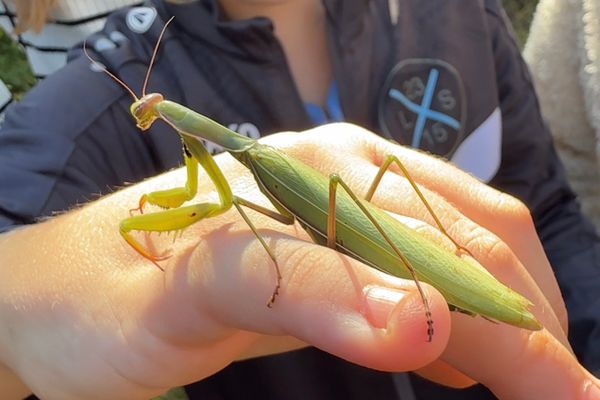 Mantis religiosa