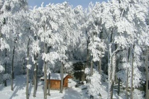 Aus der Vogelperspektive ist die Holzhütte am Hirschenstein zu sehen, die sonnig gelegen unter den verschneiten Bäumen inmitten des Winterwaldes steht.