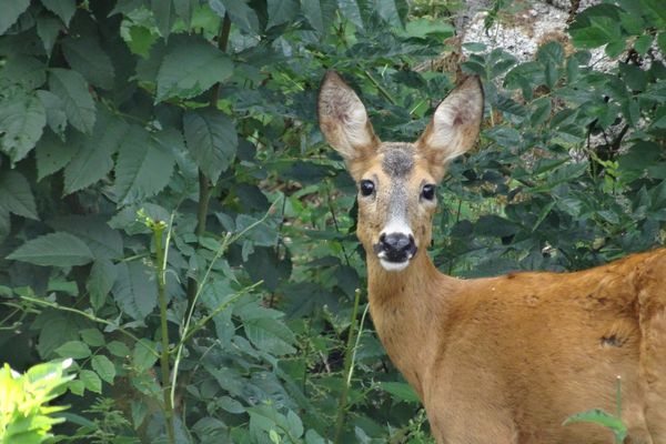 Ferienwohnung Heger, Rehe kommen in den Garten