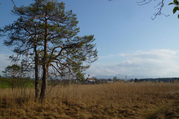 Wunderschöner Blick vom Nordende des Sengsees auf die Iffeldorfer Pfarrkirche St. Vitus und die Bayerischen Alpen.