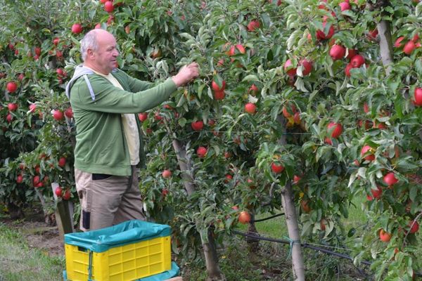 Nur der Apfel der leuchtet wird geerntet. Alle anderen dürfen in Ruhe reifen.