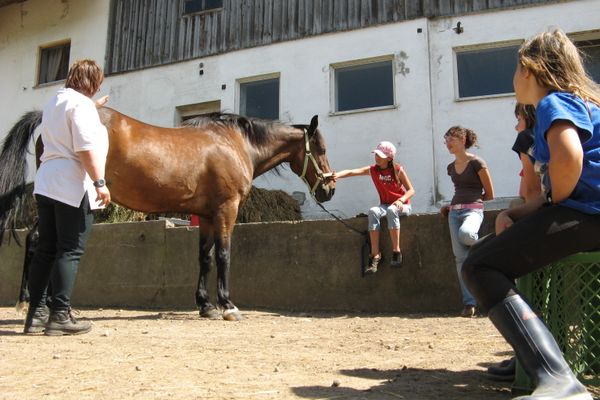 Fitness für Ross und Reiter im Fitness-Stall Badwerk