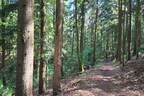 Zwischen hohen Bäumen verläuft ein Waldweg. An einem Baumstamm sind Markierungen auf die Rinde gezeichnet.