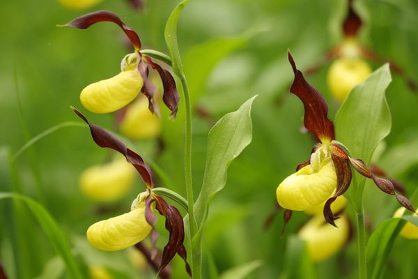 Orchideen mit kräftig gelben Kannen und dunkelroten Blütenblättern