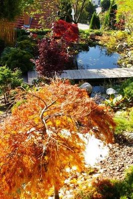 Gartenteich im Herbst