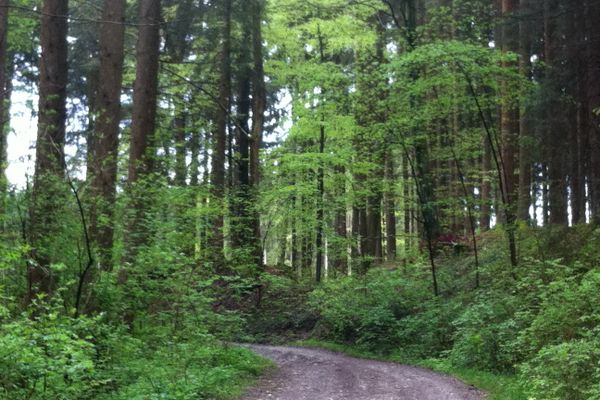 Wir passieren auf dieser Etappe malerische Wälder.