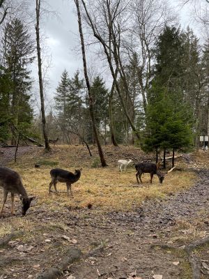 Wildpark Pössinger Au