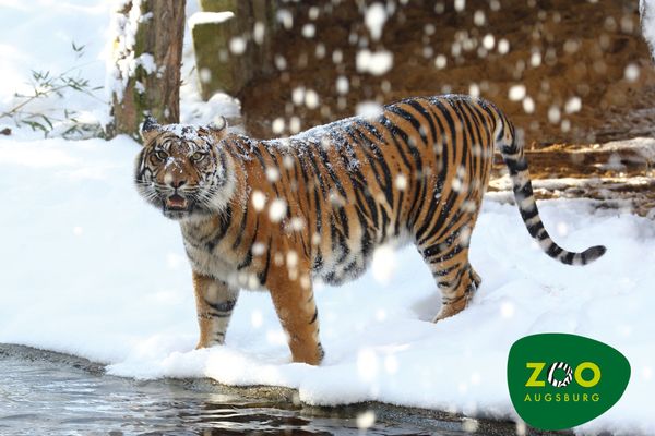 Tieger Zoo Augsburg
