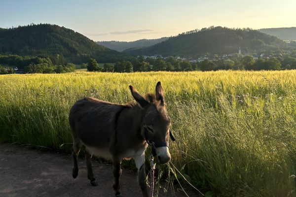 Das Bild zeigt einen Esel in der Natur