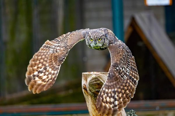 Bild des Datensatzes Kinderfalkner werden in der Falknerei "Birds of Prey"