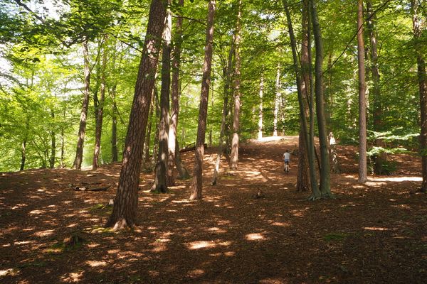 Der Liethwald in Bad Fallingbostel im Mai, ein Fahrradfahrer ist zwischen den Bäumen auf dem Weg zu sehen