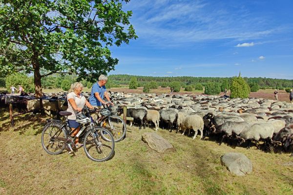 Pärchen mit zwei Fahrrädern vor Heidschnuckenherde in der Ellerndorfer Heide