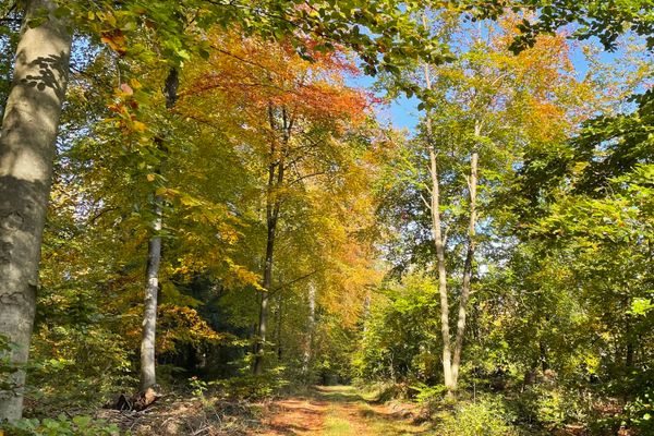 Waldgebiet Rießel im Herbst